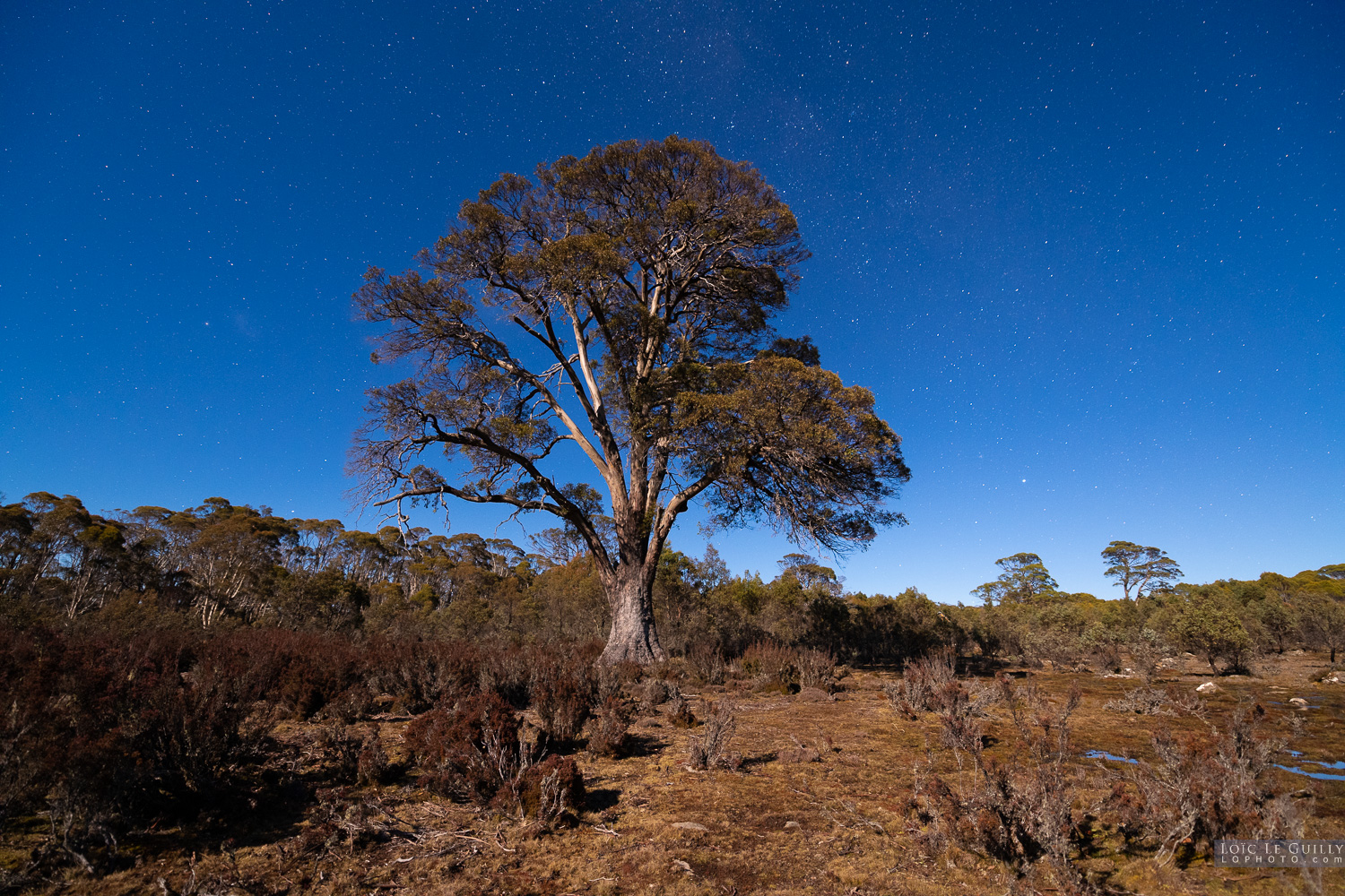 photograph of Miena cider gum moonlit